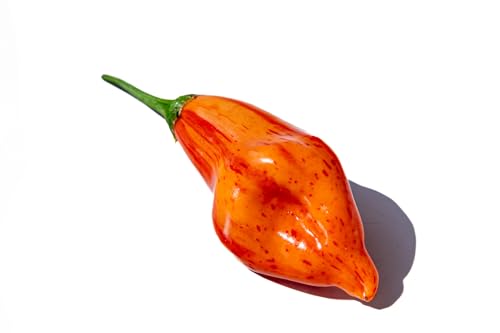 Aji Tangerine Tiger Striped Stripey Bacon Heirloom Pepper Premium Seeds for Planting Packet