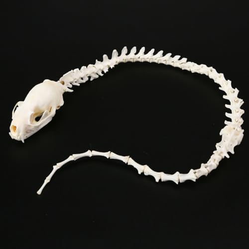 Image of Mink Skull Skeleton Frame, Natural Specimen, vertebrae, Handmade Copper Wire, Imitation Snake Specimen, Skeleton Gift Collection