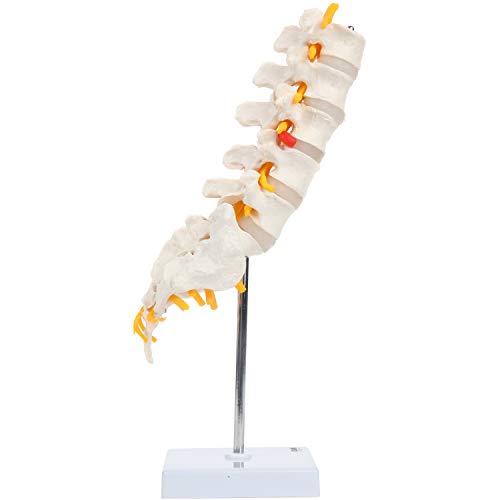 Axis Scientific Lumbar Spine Anatomy Model with Sacrum and Spinal Nerves, Didactic Replica Demonstrates Lumbrosacral Section with Nerves and A Herniated Disc At L4 - Includes Base for Display and - Thumbnail 6