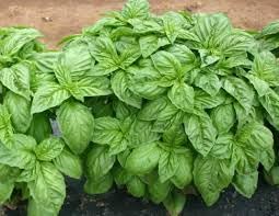 Italian basil seeds for planting,100% germination(100 seeds) (B0C94DQ2VQ) Amazon Price History, Amazon Price Tracker