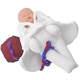 Schwangerschafts Beckenstrukturmodell für die klinische Ausbildung Permanentes und transportables PVC Lehrmittel für medizinische Pflegespezialisten Plazenta Beckenmodell für die medizinische