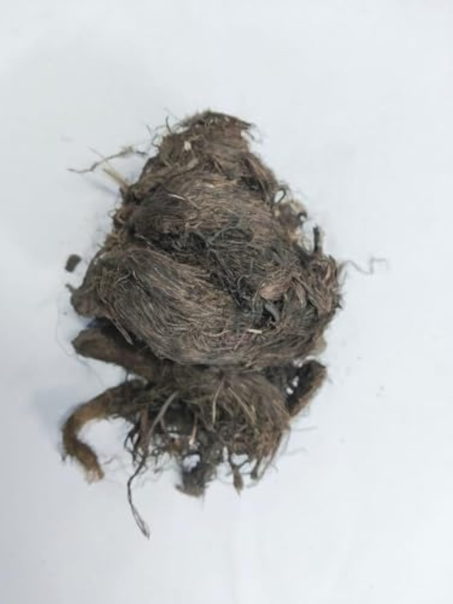 Natural Dried Jatamansi Root, Aromatic Herbal Root