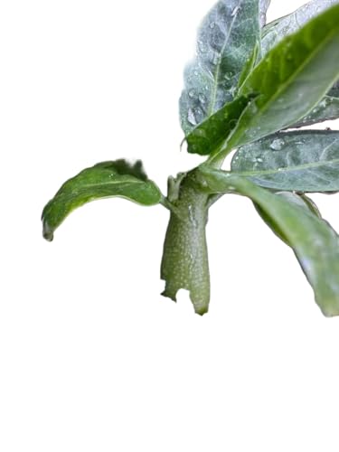 �A�f�j�A�y�`���G���[ adenia pechuelii BTN���� III VI