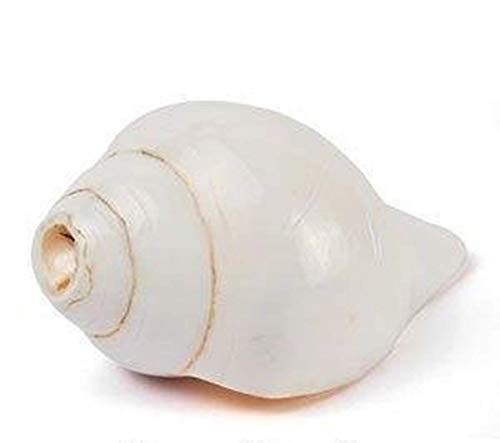 Ramneek Jewels Divya Shakti White Vamvarti and Blowing Shankh (Bajnewala) / Conch 6-INCH (Religious Item)
