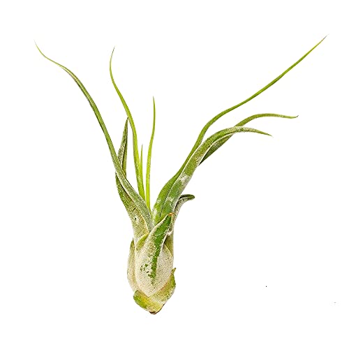 Dh7 Enterprise Tillandsia Caput Medusae Air Plant (5-6 Inch) #TOP1