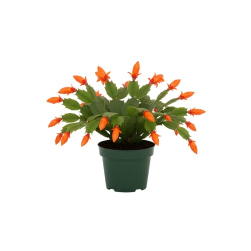 Planta Natural de Cactus de Navidad Flor de Invierno DECOALIVE