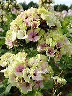 Graines de Phlox des montagnes multicolores Graines rustiques S Graines de fleurs Linanthus Grandiflorus Graines de fleurs ornementales exotiques