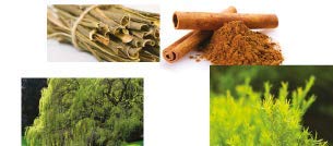 S1 DANDRUFF SHAMPOO 1000ML