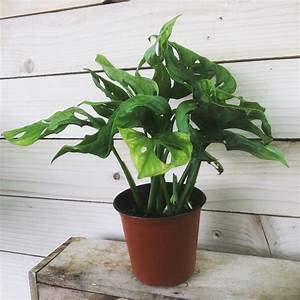Monstera Swiss Cheese Plant - Live Plant in a 6 Inch Pot - Monstera Adansonii - Beautiful Easy to Grow Air Purifying Indoor Plant - Thumbnail 4