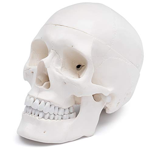 Cráneo anatómico de estudio Cranstein A-210 con modelo de calavera detallado 3