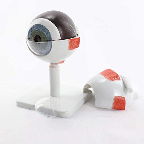 Modèle médical d'anatomie de l'œil humain 3X WXKAGF globe oculaire didactique