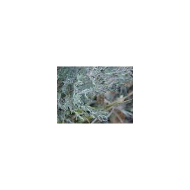 Thym mondé feuille 1 Kg POUDRE Thymus vulgaris