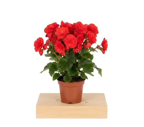Begonia Ornamental Roja Planta Natural Begonia Hiemalis en Maceta de 14 cm – DECOALIVE
