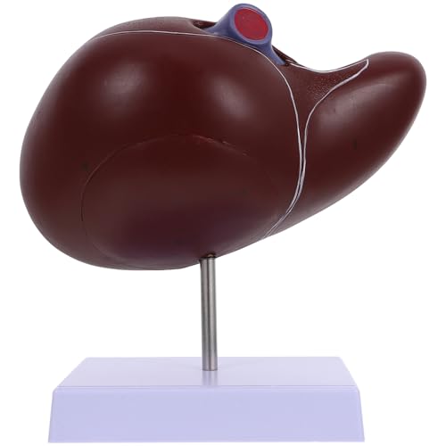 Modèle anatomique foie humain en plastique avec base stable