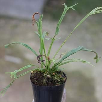 Amazon 山野草苗 ノキシノブ 花 Amazon 山野草苗 ノキシノブ 花