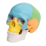 Cabilock Miniatur Schädelmodell und Klassenzimmer für Halloween Tragbar und Kompakt aus Pvc mit Abnehmbarer Kappe und Beweglichem Kiefer Farbig Kodierte Knochenstruktur