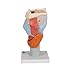 3B Scientific G21 Larynx 2x life size 7-part - 3B Smart Anatomy