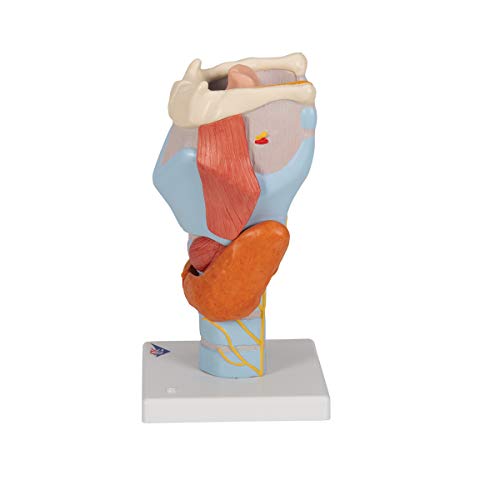 Image of 3B Scientific G21 Larynx 2x life size 7-part - 3B Smart Anatomy