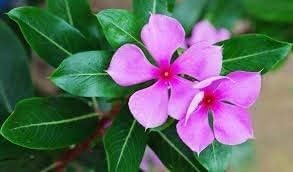 Miniatura 3 de Nithyakalyani Powder 3.53 oz Polvo de Sadabahar Catharanthus Roseus Madagascar Bígaro en polvo