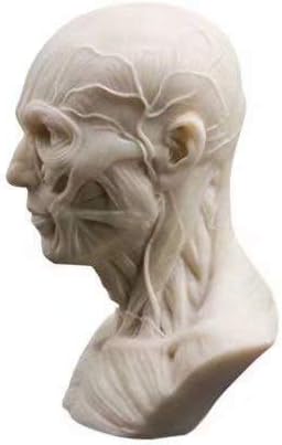 Human Model Anatomy Skull Head Muscle Bone Medical Model Mini Size