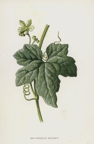 Poster Bryony baies rouges Frederick Edward Hulme décoration murale toile