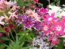 Phlox Twinkle Star Mix Graines De Fleurs Annuelles Aimant L'Ombre