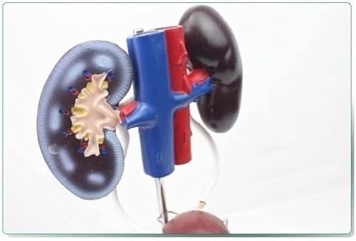 Kidney Bladder Ureter Anatomy Model of The Male Urogenital System Or Teaching Display