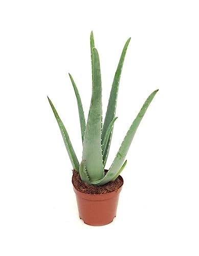 Aloe Vera Planta Natural para Interior y Exterior en maceta de 8,5cm