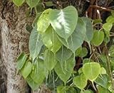 Generic 100pcs Peepal Tree Seeds