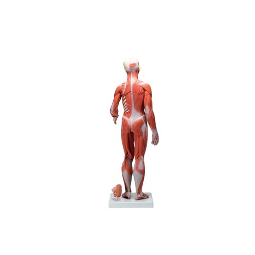 3B Scientific B55 Figura Completa de Doble Sexo Con Músculos, Con Órganos Internos, Desmontable en 33 Piezas - 3B Smart Anatomy