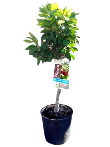 Planta natural Frutal Enano Cerezo injertado. Produce Cerezas. Altura 60-70 cm. Ideal para cultivar en maceta y decorar terrazas o jardines pequeños. Segura Garden