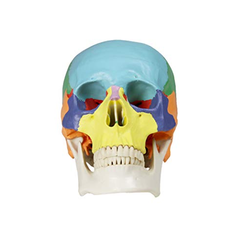 Image of VAL218 Colored Human Skull | 3parts, Life-Size | Contrasting Colors to Distinguish Various Bony Plates | Sectioned Skull Cap, Joints, Fissures and Processes | W Manual