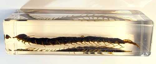 Image of 4.3 inch Real Large Black Centipede in Crystal Clear Lucite Resin Paperweight Specimen Preserved Anthropopods Animal Insect Taxidermy Collection for Biology Science Education & Desk Ornament Display