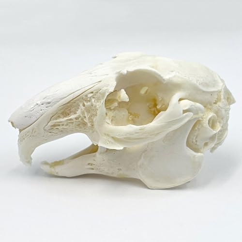 Image of Taxidermy Real Cottontail Rabbit Animals Skull Decor - Model Animals Bones Specimen,Taxidermy Supplies for Science Education,Collection (Rabbit)