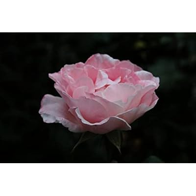 Govedic 100% Pure Rose Water - Food Grade Damask Rose For Cooking & Skincare, 3.38 Oz