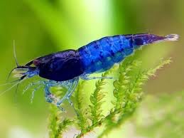 10x Live Blue Diamond Neocaridina Shrimp, Freshwater Aquarium shrimp for fish tanks. 1.5cm MIXED SEX ADULT SHRIMP.