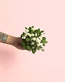 Pur Plant