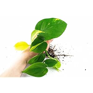 Trailing Combi Pack | Scanden, Gouden, Brasil