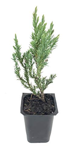 Spiny Greek Juniper - 20 Live Trees - Juniperus Chinensis #TOP20
