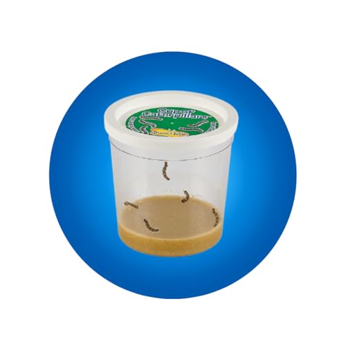 Insect Lore Butterfly Garden Kit, Painted Lady Butterfly Kit with Voucher for Live Caterpillars, Butterfly Habitat, STEM Journal & More - Image 18