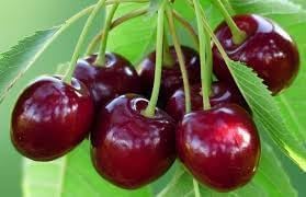 Image of Sweet &Testy Barbados Cherry Fruit live Plant (Air Layered | Guti Kolom) Very Sweet inchSpecial variety inch(Fruiting Start In This Year)