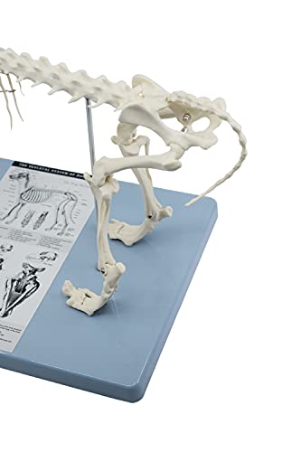 Image of EISCO Dog Skeletal System, Anatomical Model, 12 inch Tall - Medical Quality, Mounted to Base- Eisco Labs