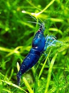 Swimming Creatures™ 20 Blue Dream Premium High-Grade Neocaridina Freshwater Aquarium Shrimp Live (20 Premium-Grade Blue Dream)