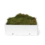 musgo real aftershave  Verdecora Musgo  Caja de Musgo Natural  Especialmente indicado para decoración de Belenes