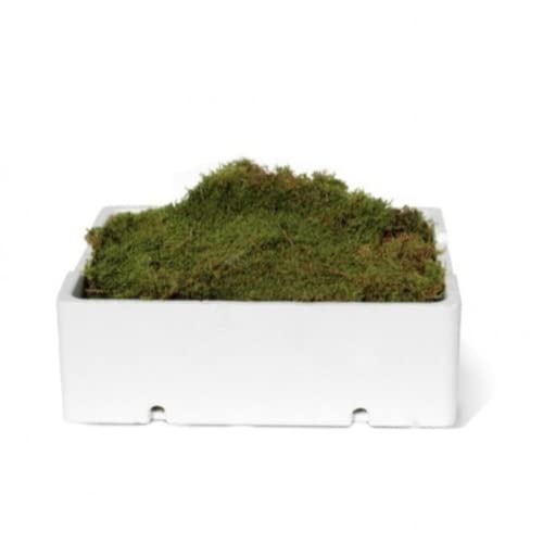 Verdecora Musgo | Caja de Musgo Natural | Especialmente indicado para decoración de Belenes