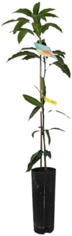 Garden Center Shop | Mango Indica TB20 120-140 cm | Árbol frutal ...