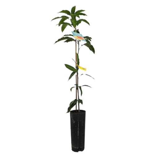Garden Center Shop | Mango Indica TB20 120-140 cm | Árbol frutal tropical | Aparta jardín o terraza | Crecimiento moderado y adaptable