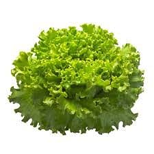 Biocarve Seeds Lettuce Batavia Seeds | Pack Of 1: 100 Seeds (B09BL1BRMC) Amazon Price History, Amazon Price Tracker