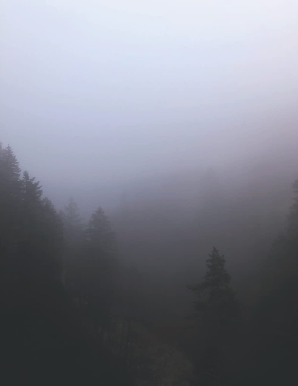 The Misty Forest of Mirk and Mystery