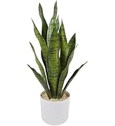 purple leaf succulent plant Senecio crassissimus – Fantastic Gardens main image 1